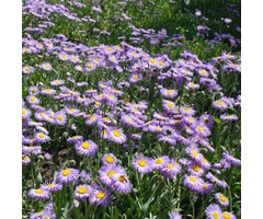 Fijnstraal  - Erigeron 'Azure Beauty'