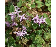 Elfenbloem - Epimedium youngianum 'Roseum'