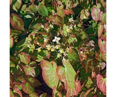 Elfenbloem - Epimedium versicolor 'Sulphureum'