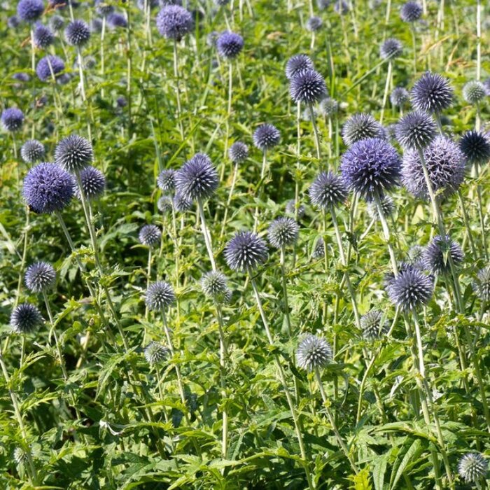 Kogeldistel - Echinops ritro 'Veitch's Blue'