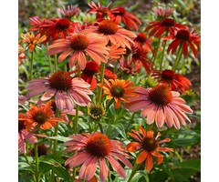 Zonnehoed - Echinacea 'Sundown'