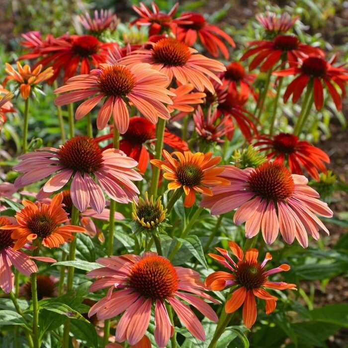 Zonnehoed - Echinacea 'Sundown'