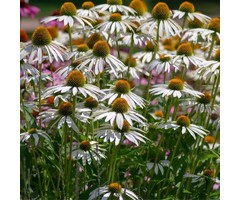 Zonnehoed - Echinacea purpurea 'White Swan'