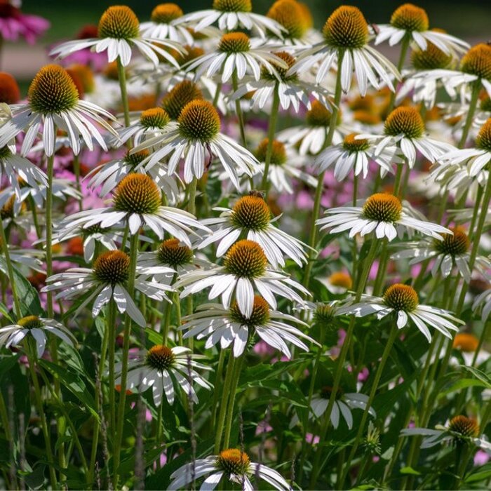 Zonnehoed - Echinacea purpurea 'White Swan'
