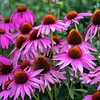 Zonnehoed - Echinacea purpurea