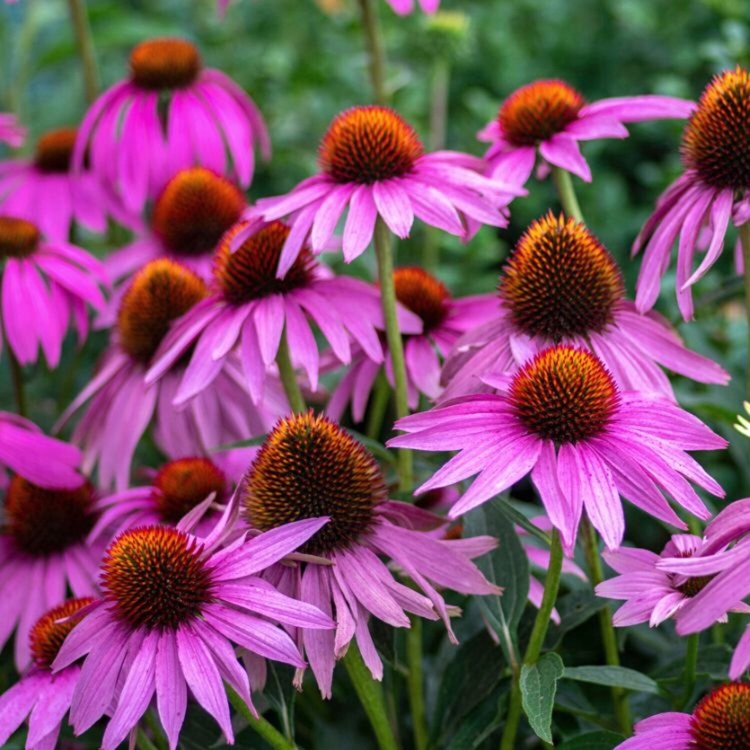 Zonnehoed - Echinacea purpurea | Tuinplantenbezorgd.nl