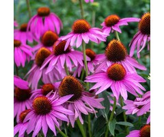 Zonnehoed - Echinacea purpurea
