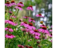 Zonnehoed - Echinacea PowWow Wild Berry'