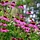 Zonnehoed - Echinacea PowWow Wild Berry'