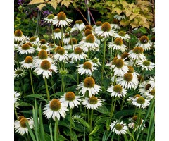 Zonnehoed - Echinacea PowWow White'