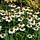 Zonnehoed - Echinacea PowWow White'