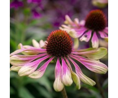 Zonnehoed - Echinacea 'Green Envy'