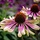 Zonnehoed - Echinacea 'Green Envy'