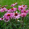 Zonnehoed - Echinacea 'Fatal Attraction'