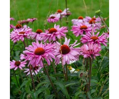 Zonnehoed - Echinacea 'Fatal Attraction'