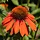 Zonnehoed - Echinacea 'Hot Summer'