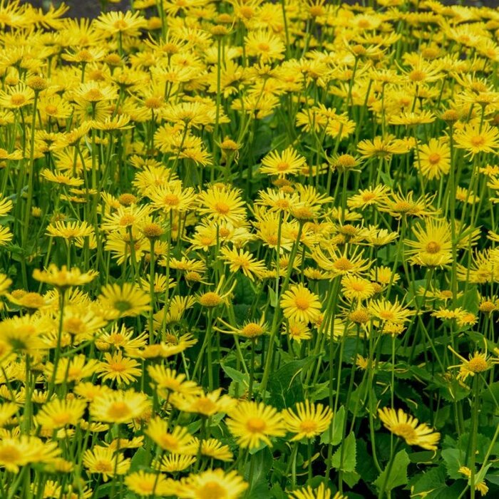 Voorjaarszonnebloem - Doronicum orientale 'Little Leo'