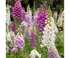 Vingerhoedskruid - Digitalis purpurea 'Gloxiniiflora'