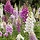Vingerhoedskruid - Digitalis purpurea Gloxiniiflora
