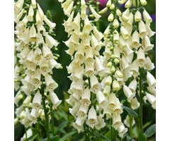 Vingerhoedskruid - Digitalis purpurea Alba'