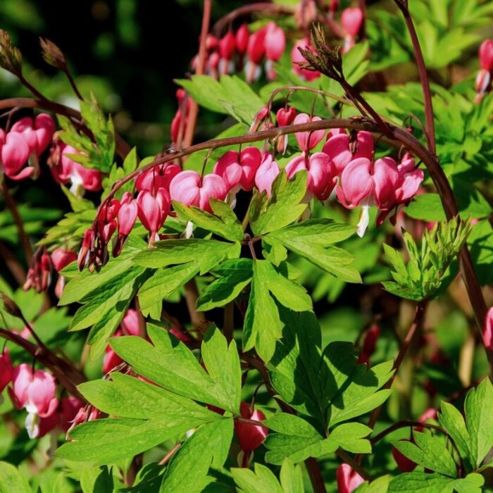 Gebroken hartjes - Dicentra spectabilis