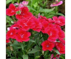Anjer - Dianthus gratianopolitanus 'Badenia'