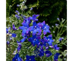 Ridderspoor - Delphinium grandiflorum 'Butterfly'