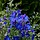 Ridderspoor - Delphinium grandiflorum 'Butterfly'