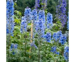 Ridderspoor - Delphinium pacific 'Summer Skies'