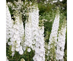 Ridderspoor - Delphinium pacific 'Galahad'