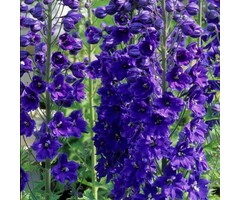 Ridderspoor - Delphinium pacific 'Black Knight'
