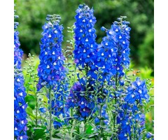 Ridderspoor - Delphinium pacific 'Blue Bird'