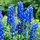 Ridderspoor - Delphinium pacific 'Blue Bird'