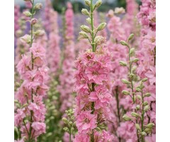 Ridderspoor - Delphinium pacific 'Astolat'