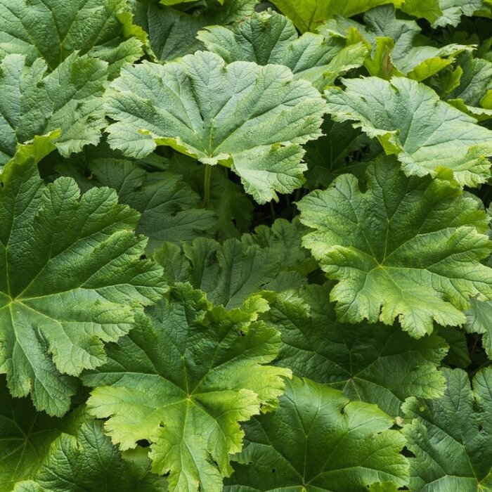 Voetblad - Darmera peltata