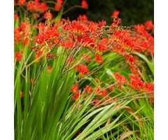 Montbretia - Crocosmia 'Lucifer'