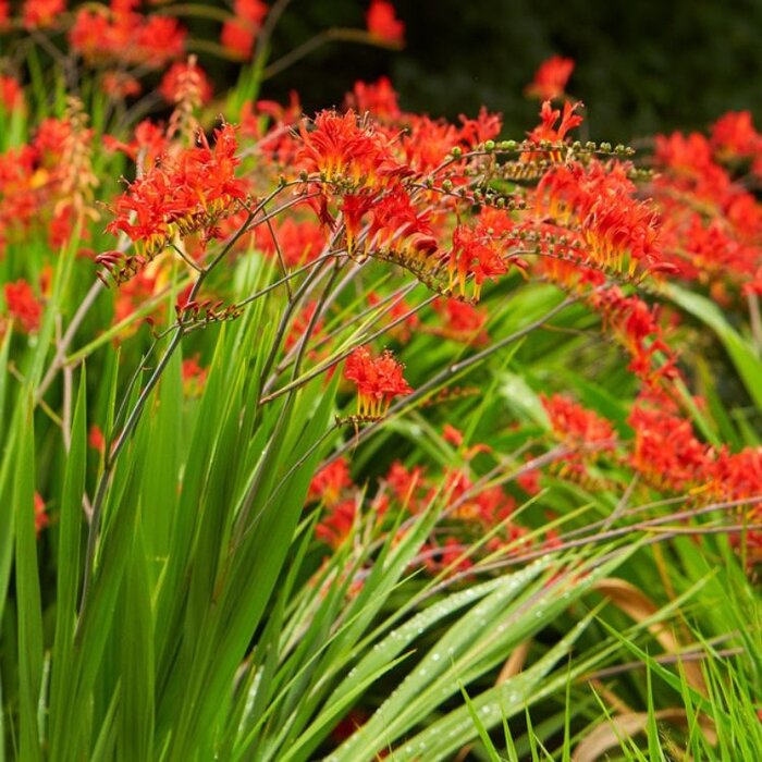 Montbretia - Crocosmia 'Lucifer'