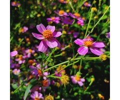 Meisjesogen - Coreopsis rosea 'American Dream'