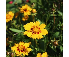 Meisjesogen - Coreopsis lanceolata 'Sterntaler'