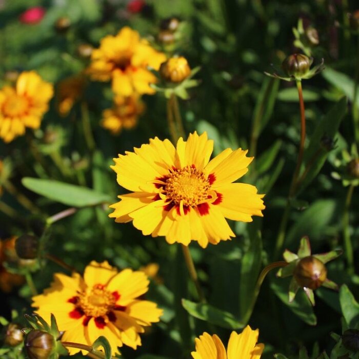 Meisjesogen - Coreopsis lanceolata 'Sterntaler'