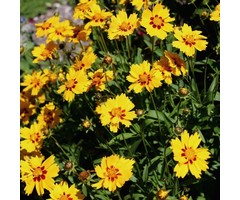Meisjesogen - Coreopsis lanceolata 'Baby Gold'