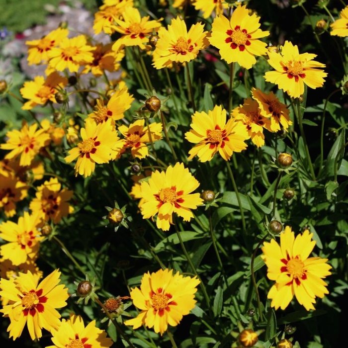 Meisjesogen - Coreopsis lanceolata 'Baby Gold'