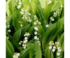 Lelietje van dalen - Convallaria majalis
