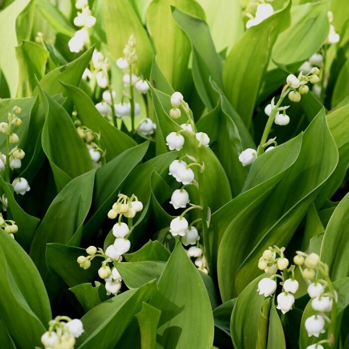Lelietje van dalen - Convallaria majalis