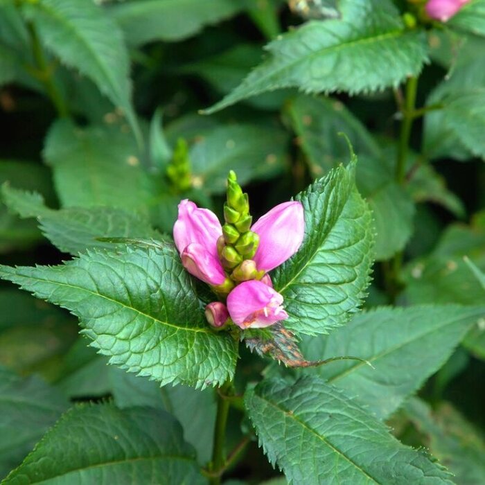 Schildpadbloem - Chelone obliqua