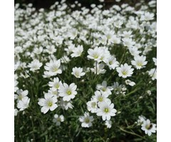 Hoornbloem - Cerastium tomentosum