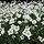 Hoornbloem - Cerastium tomentosum