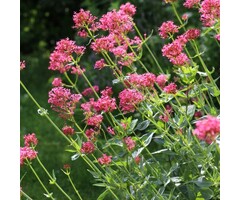 Rode valeriaan - Centranthus ruber 'Coccineus'