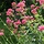 Rode valeriaan - Centranthus ruber 'Coccineus'