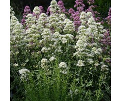 Witte Valeriaan - Centranthus ruber 'Albus'